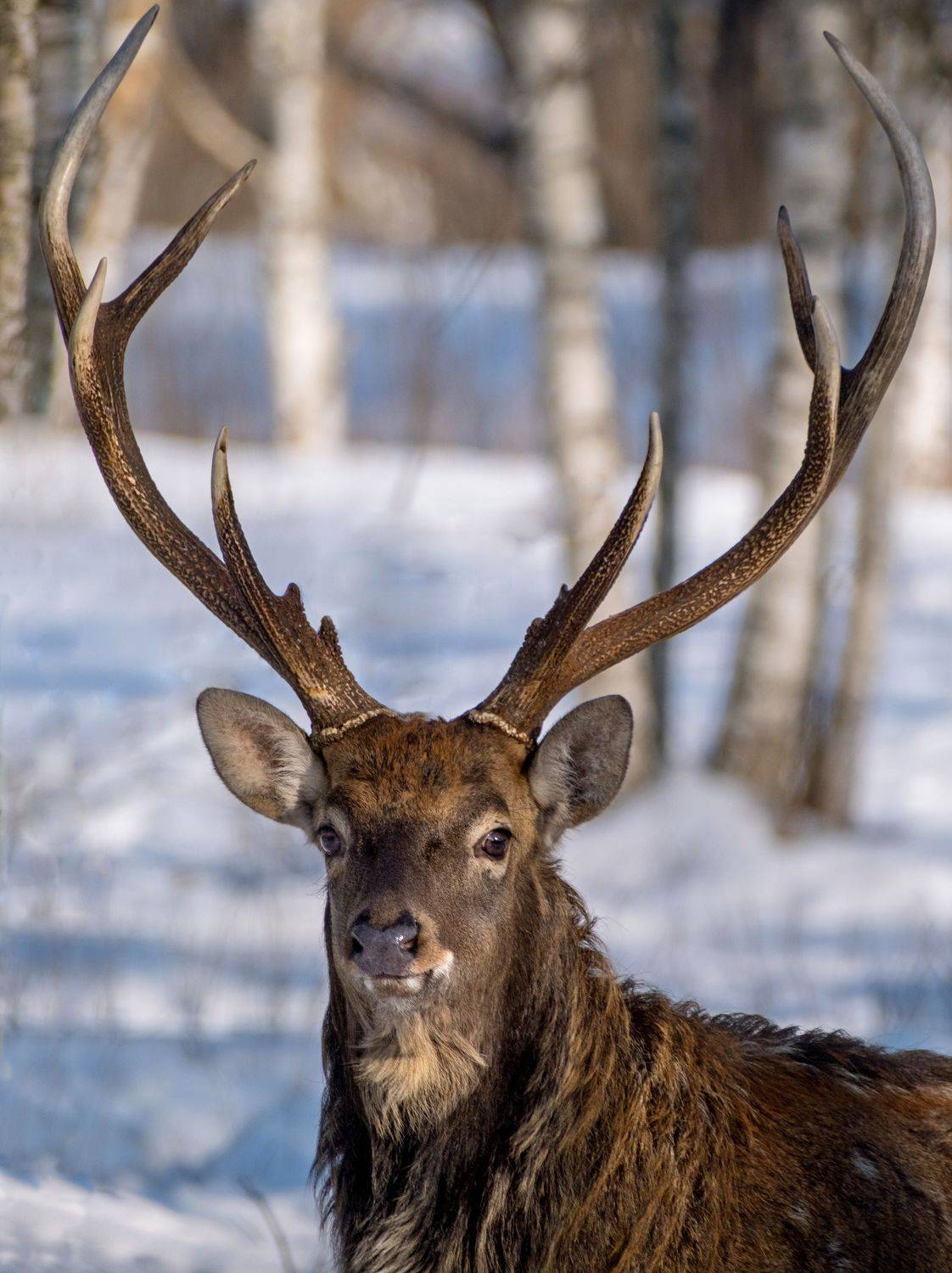 олень, благородный олень, фотоохота, нд, красный бор, фотоохота в красном бору, беларусь, лесной олень, deer, krasny bor, belarus, лес, в лесах беларуси, Демкина Надежда