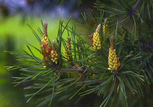 Весна и сосна.