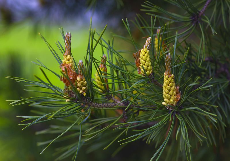 весна, этюд, сосна, цветы сосны, хвойные деревья, лес, природа, Весна и сосна. фото превью