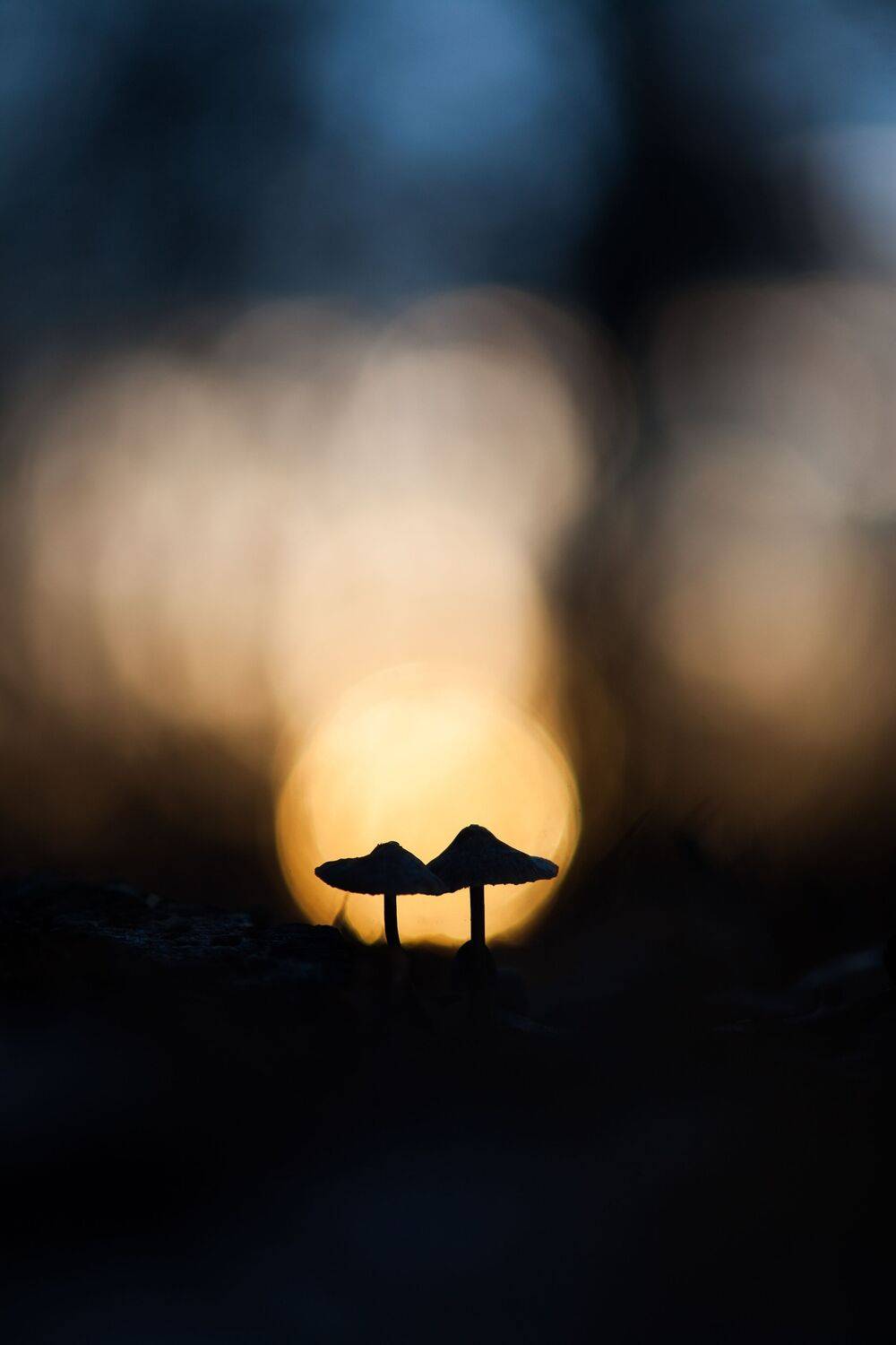 , Викулов Николай