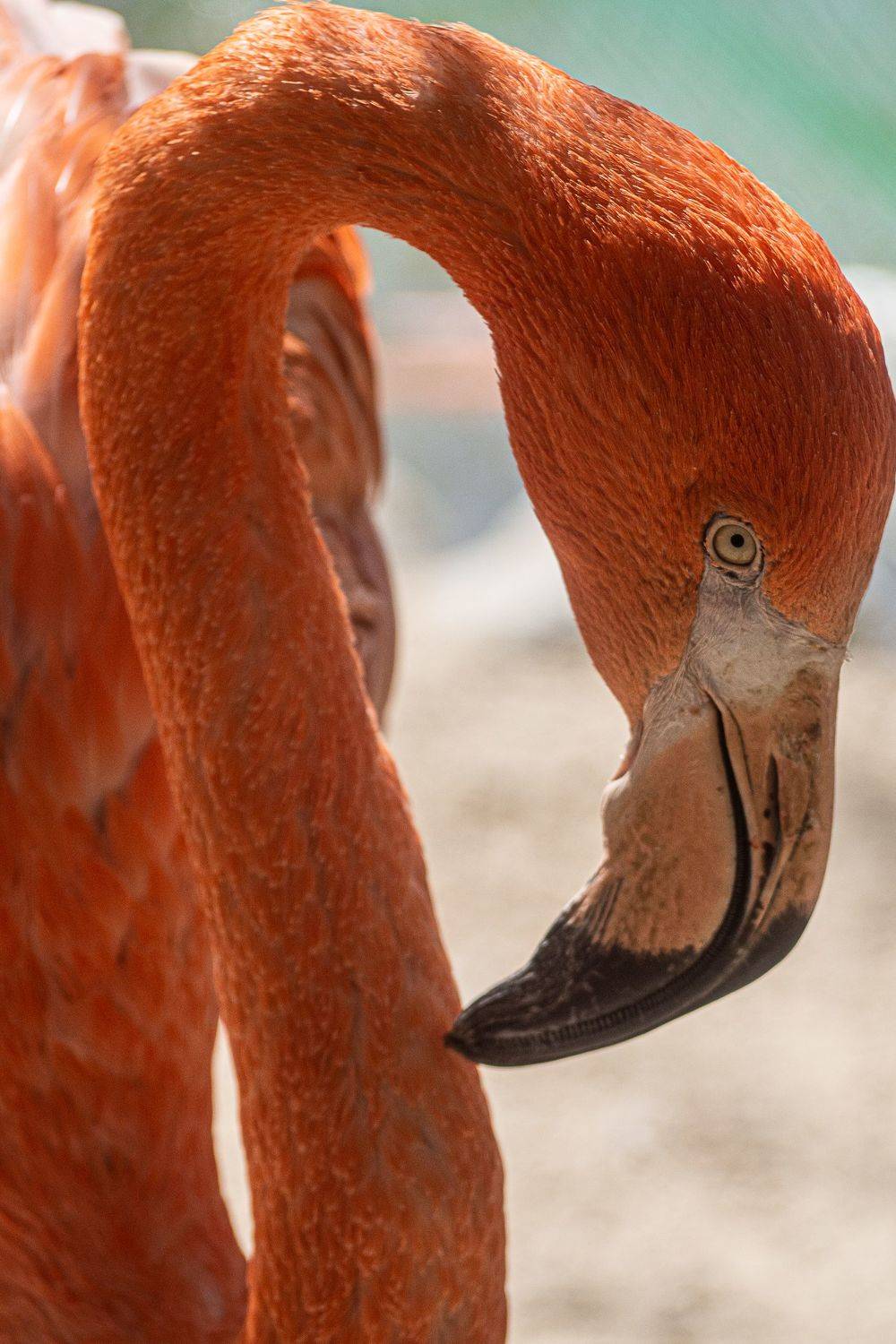 , Алексей Школдин