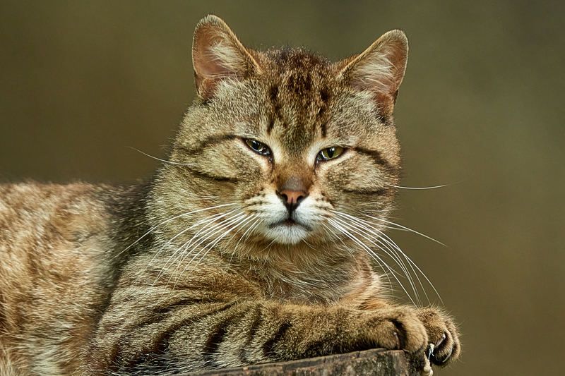 кот, портрет кота, дворовый кот Король двора фото превью