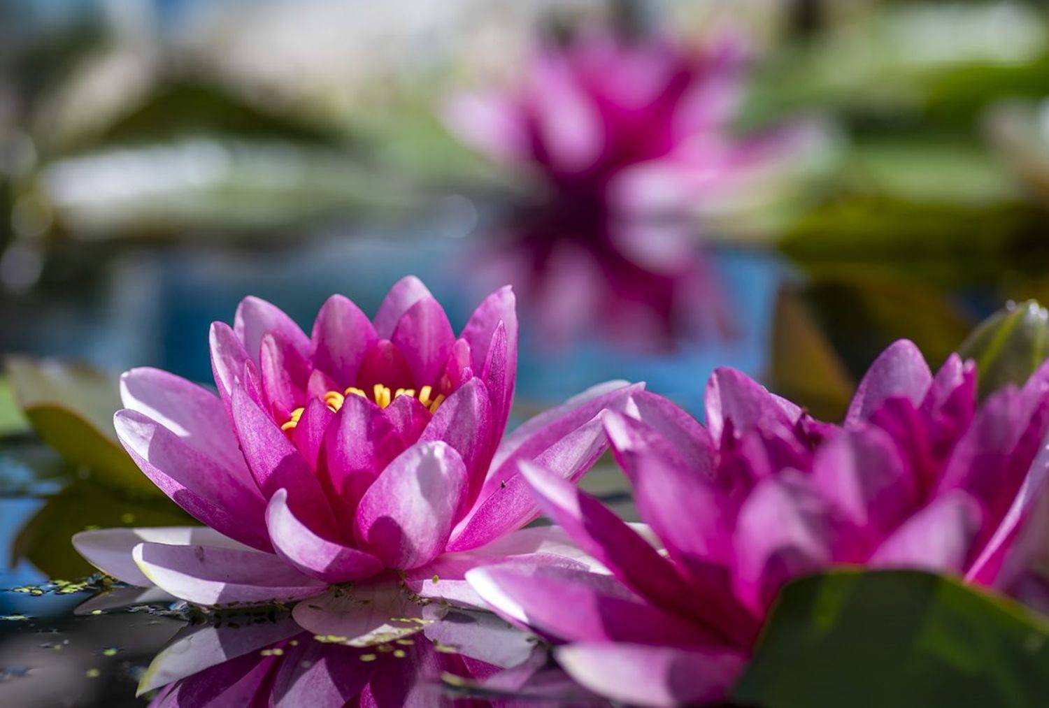 , Александр Земляной