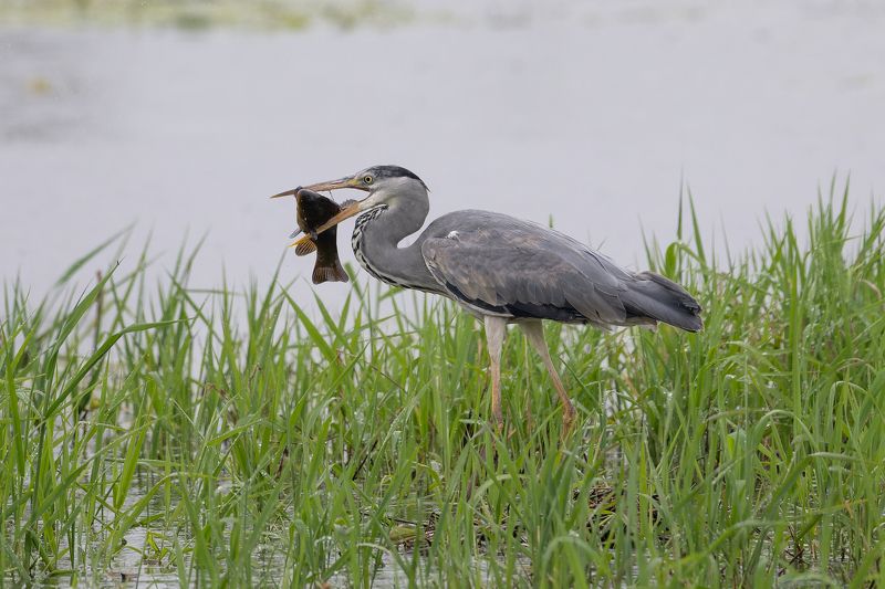 Zivju garnis фото превью