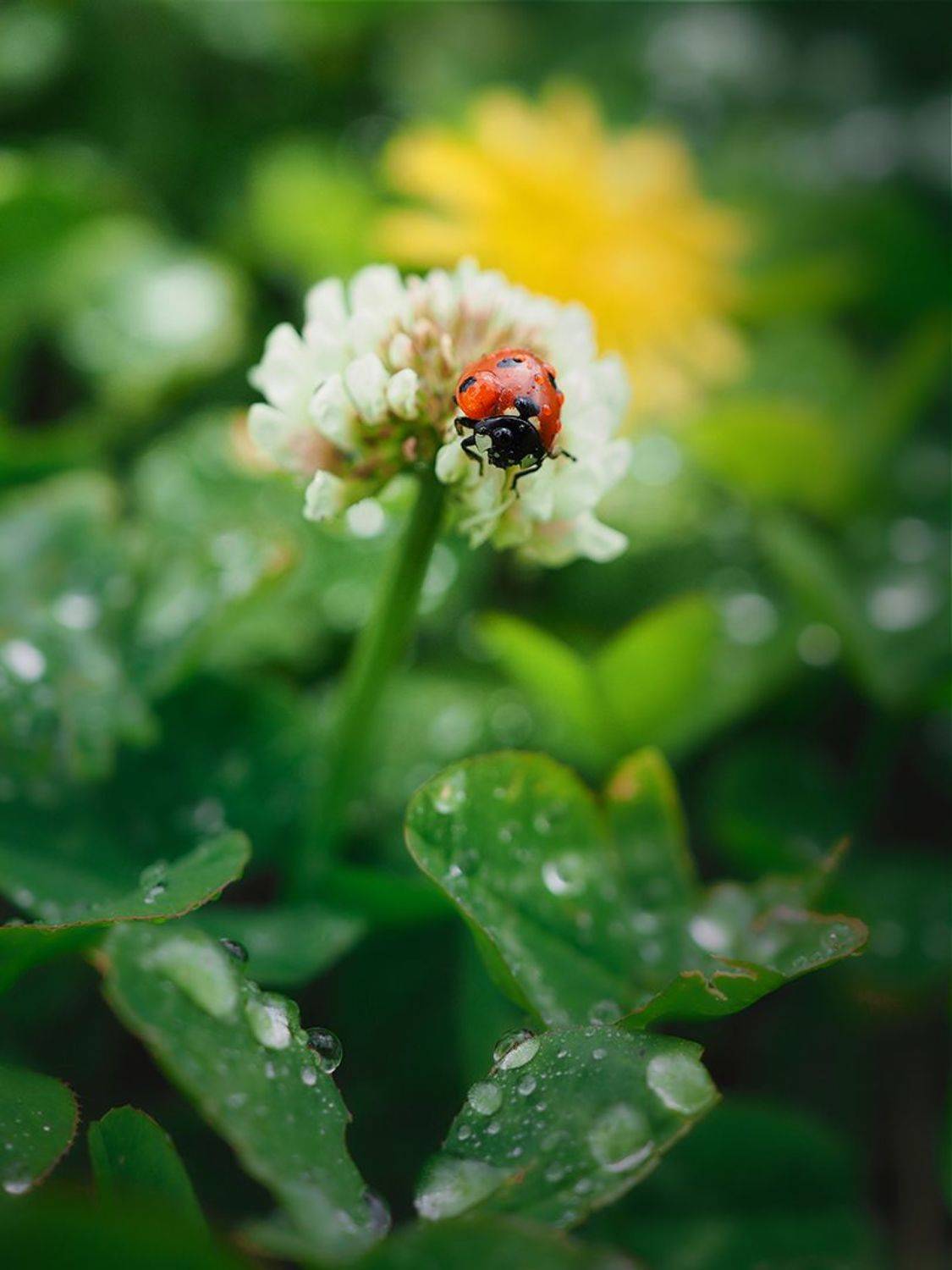 , Сергей Калёв