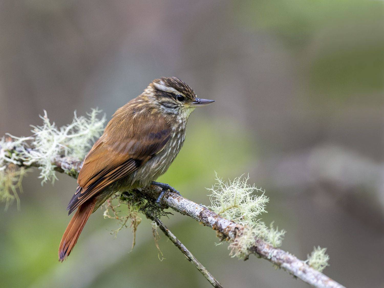 , Fernando Burgalin Sequeira