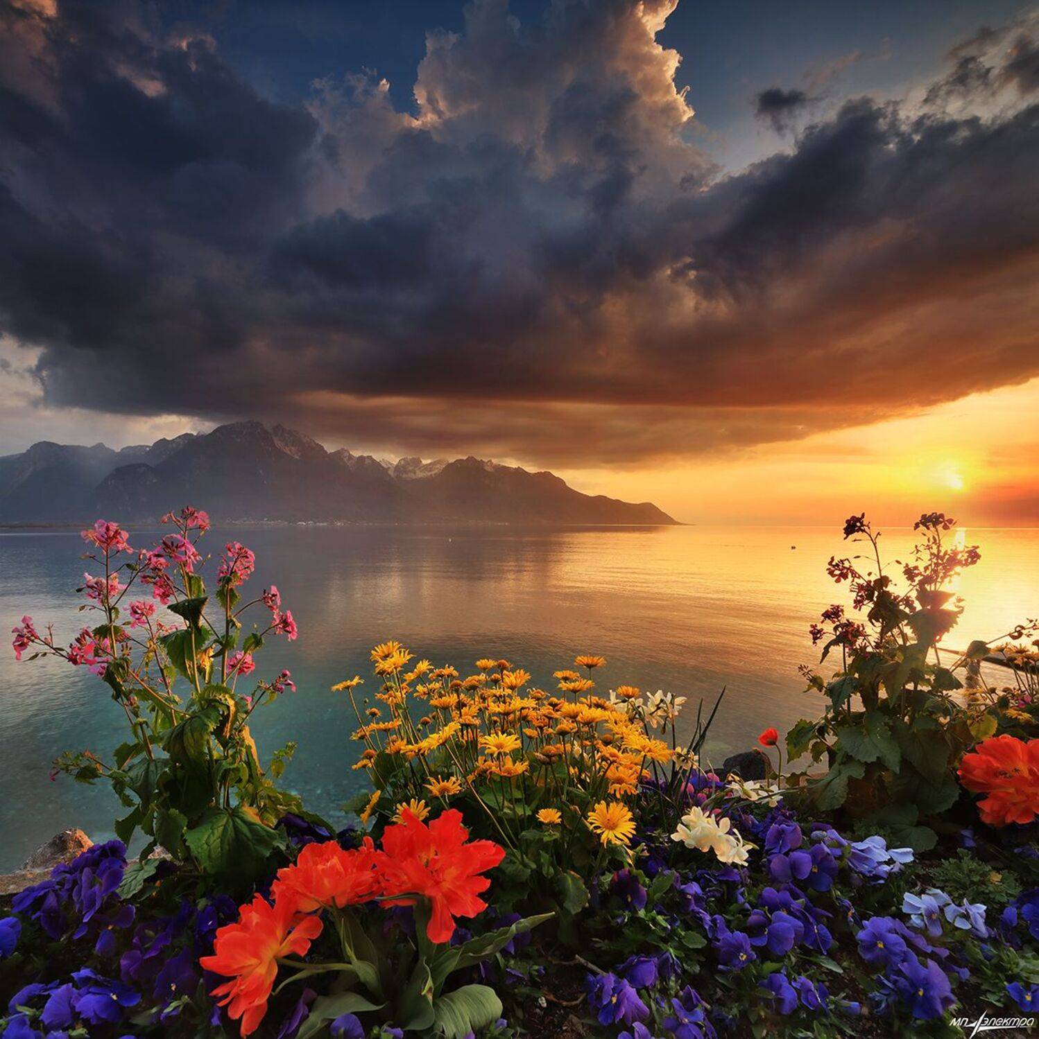 swiss, Матвеев Николай