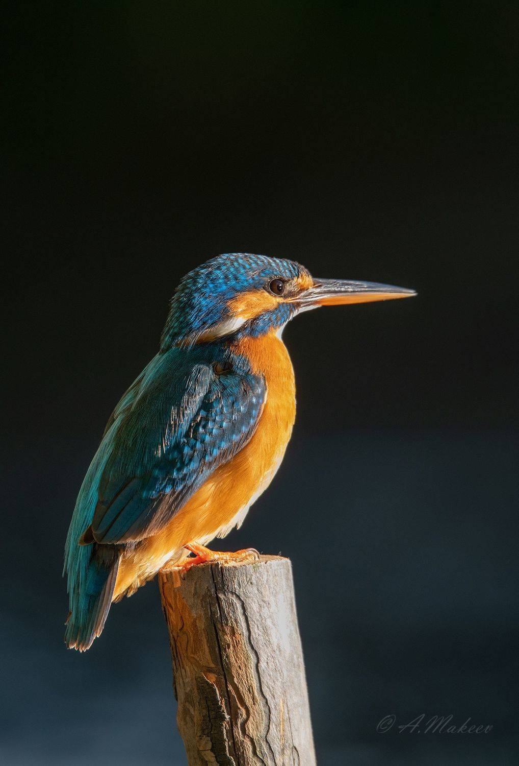 , Александр Макеев