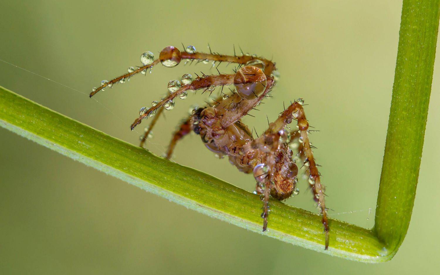 , Andrey Pristyazhnyuk