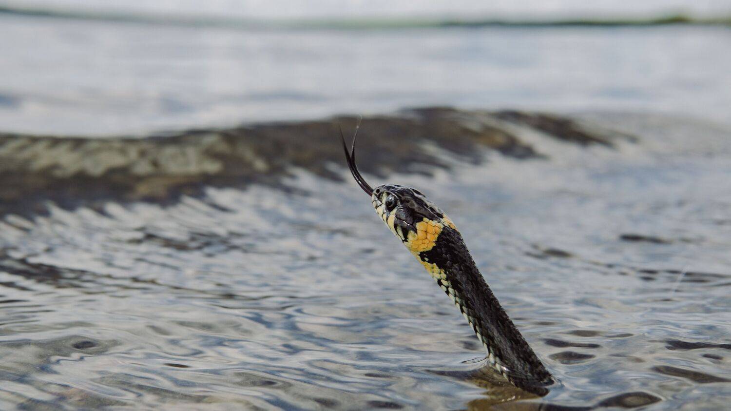 , Юрий Вертиков