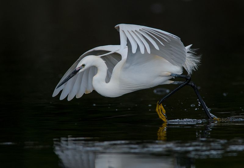 Egretta garzetta фото превью