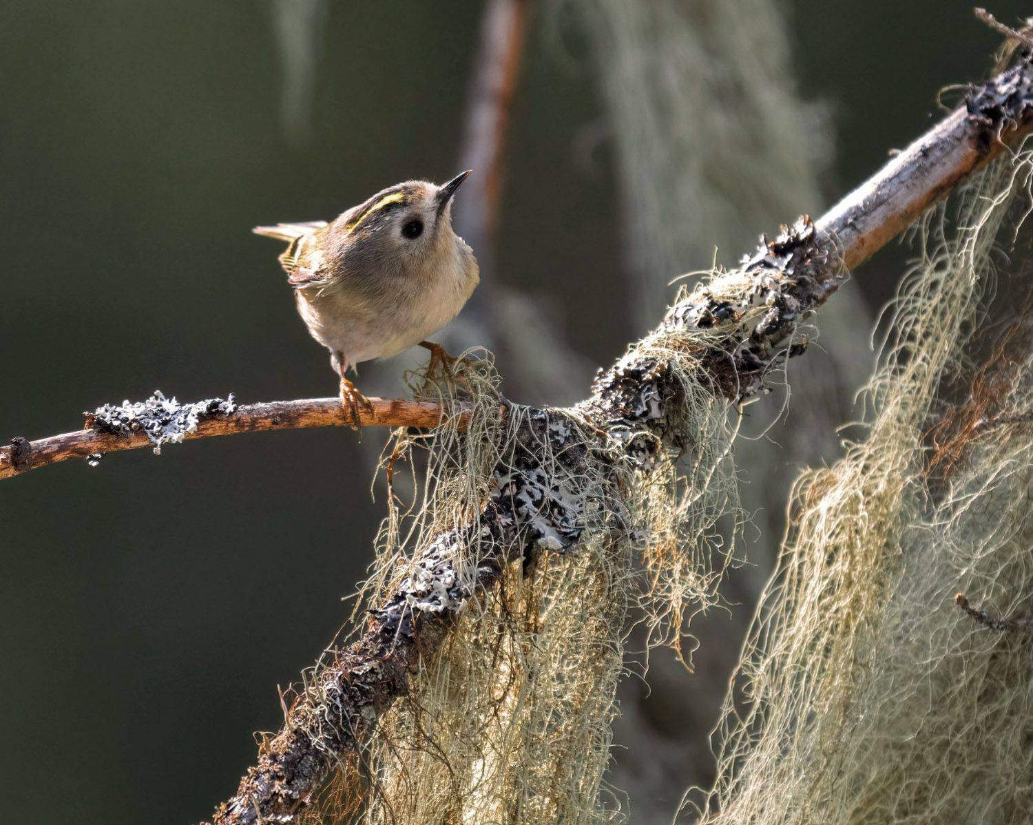 желтоголовый королёк, уснея, лишайник, ель, Юрий Андреев