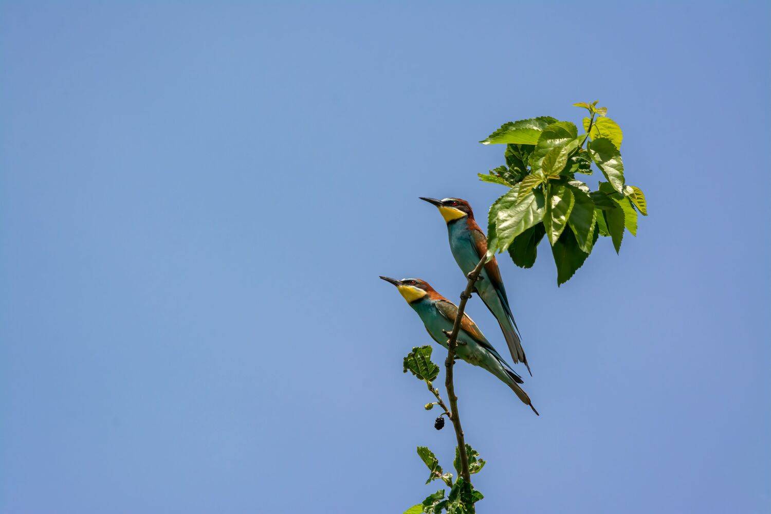 , Алексей Рыльский