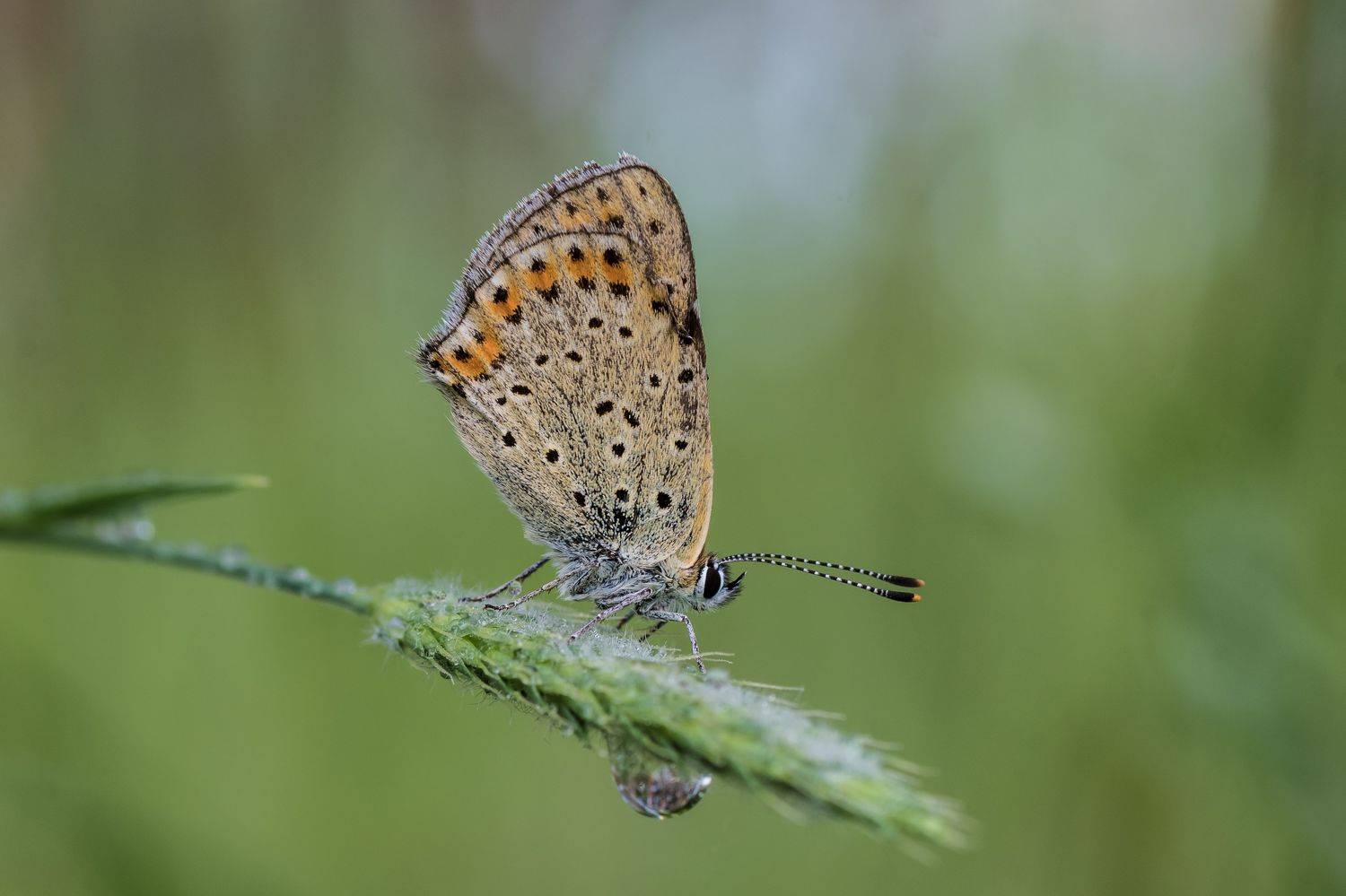 , Роман Зайцев