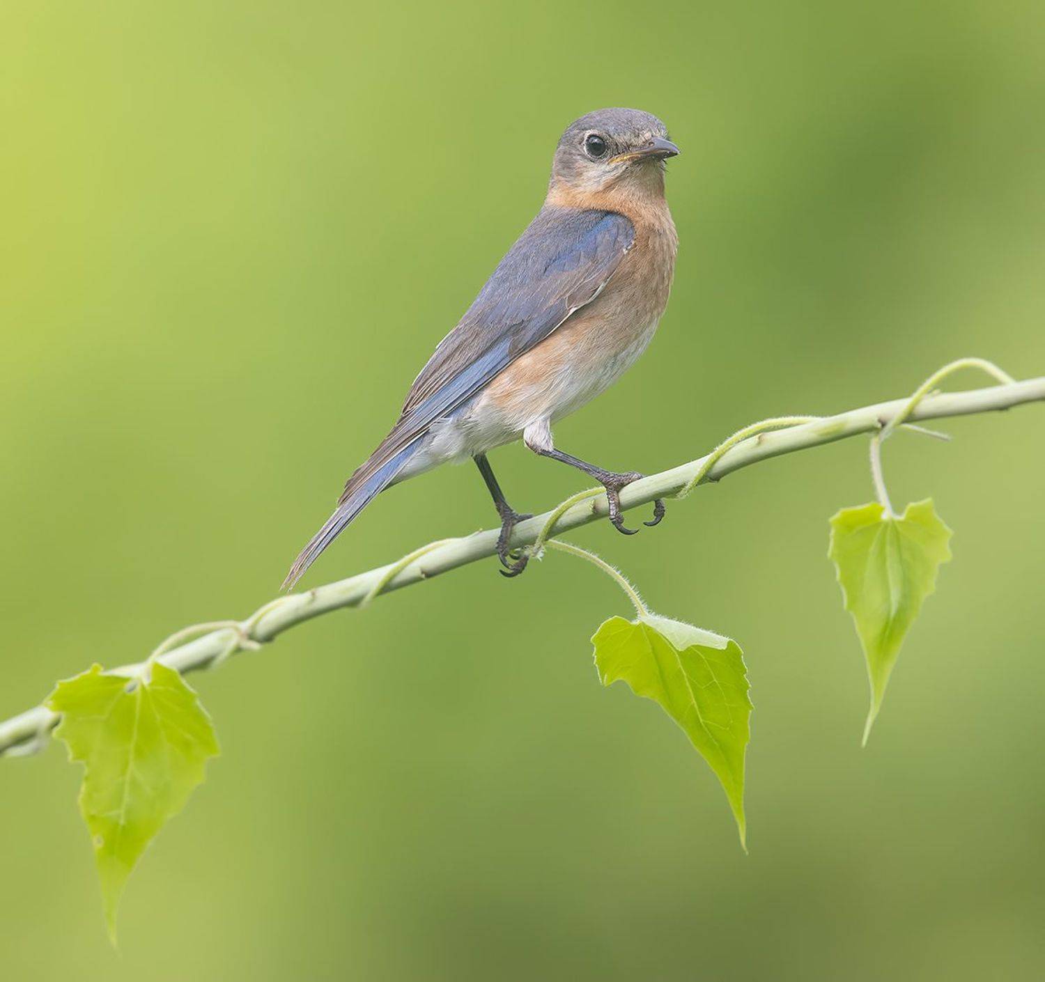 восточная сиалия, eastern bluebird, bluebird, Etkind Elizabeth