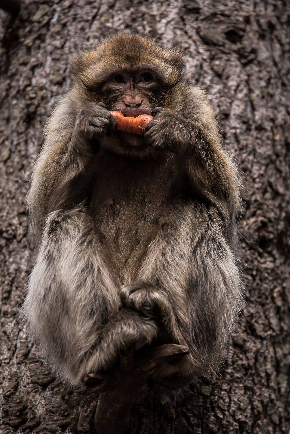 monkeys, Louane Mohammed