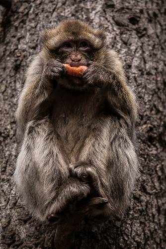 Monkey of the Atlas