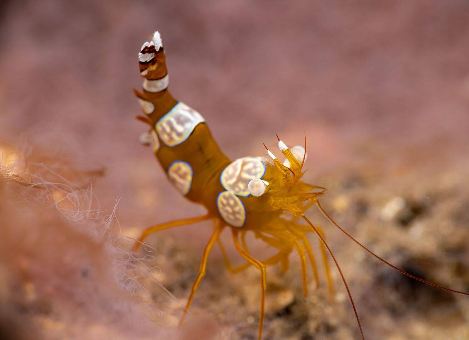 Подводная фотография, природа, макро, дайвинг, океан, рыбы, море, под водой, глубина, синева, вода, underwater, кораллы, риф, подводный, сноркелинг, фауна, underwater, wildlife, photography, ocean, sea, diving, Савин Андрей