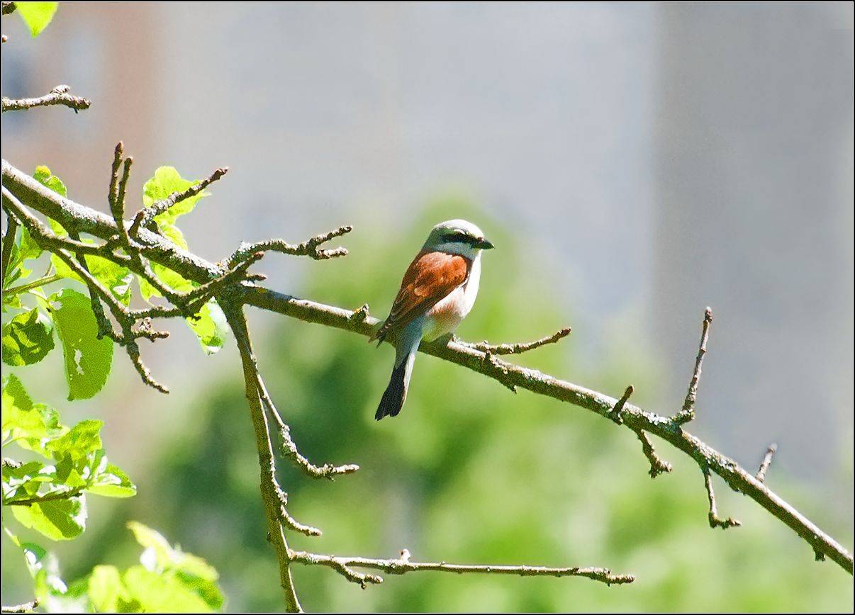 москва, парк, птица, АНАТОЛИЙ ДОВЫДЕНКО