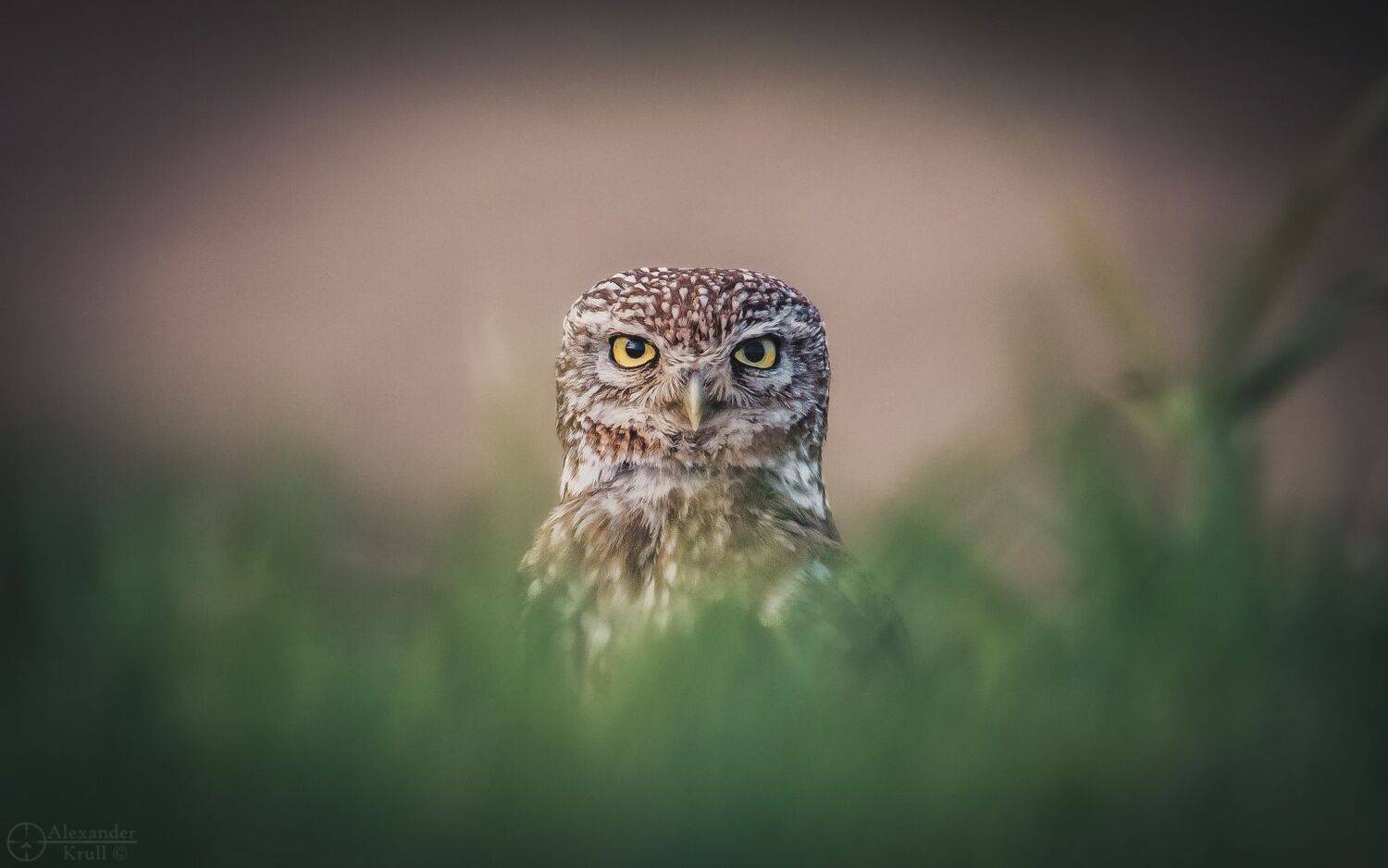 домовый сыч, фотоохота,, Александр Круль