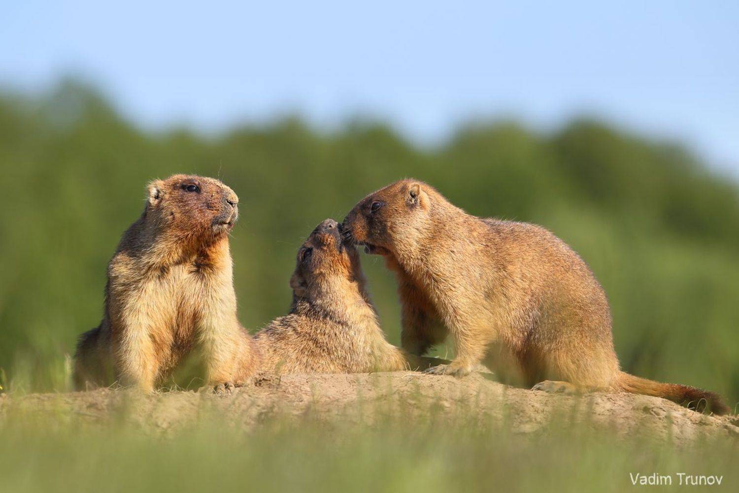 сурок, байбак, marmot, Вадим Трунов