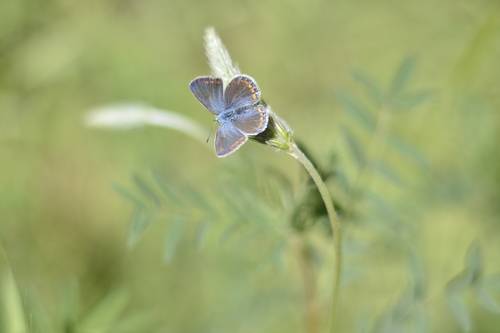 blue butterfly