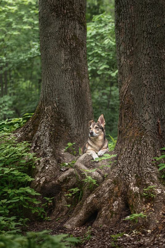 собака, животное Страж леса фото превью