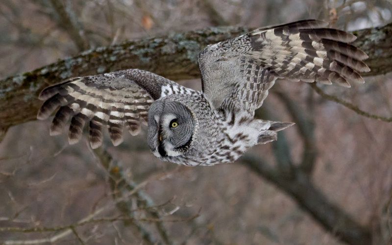 Бородатая неясыть (СПб, март 2022) фото превью