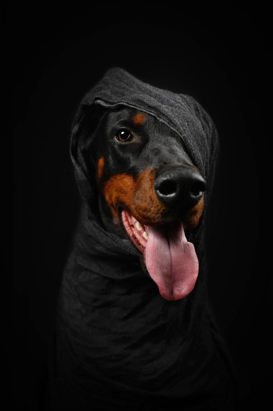 собака Ассасин животного мира фото превью