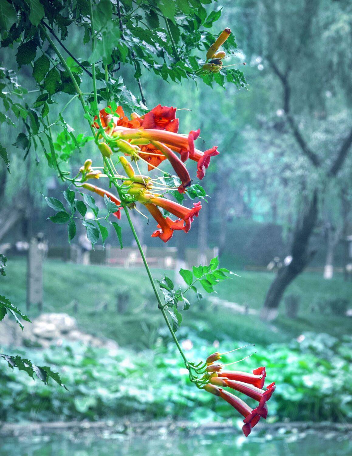 凌霄花儿开, 吴 微雨墨烟鸿