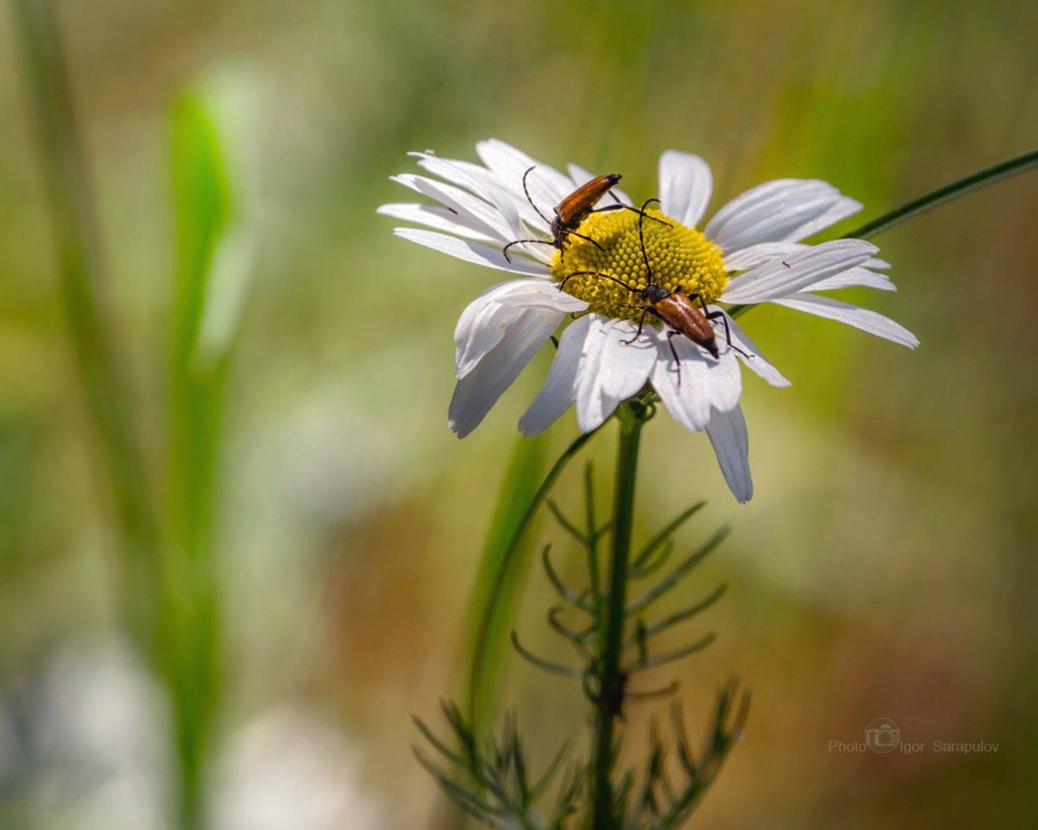 черноногая лептура, фотоохота, усы, усачи, ромашка, природа, насекомое, макро, лептуралия черноногая, жучки, жук-усач, lepturalia nigripes, kwanon photo, cerambycidae, canon photo, Сарапулов Игорь