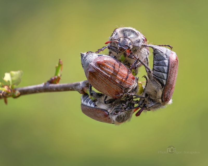 хрущ, фотоохота, усы, природа, насекомое, на краю, макро, майский жук, май, клубок, весна, melolonthini, melolontha, kwanon photo, Майский квартет фото превью