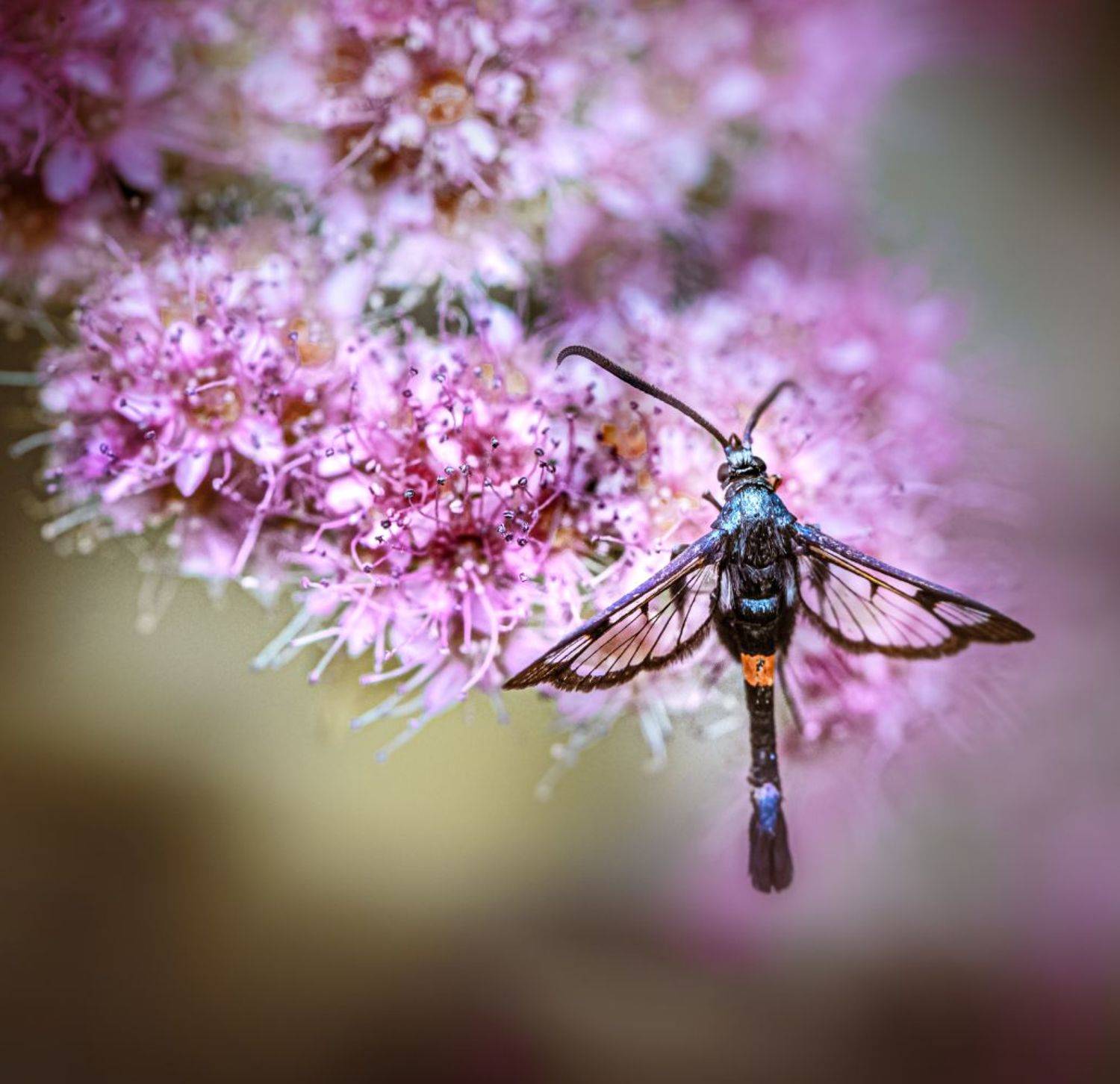 природа, макро, лето, насекомое, бабочка, стеклянница, Неля Рачкова