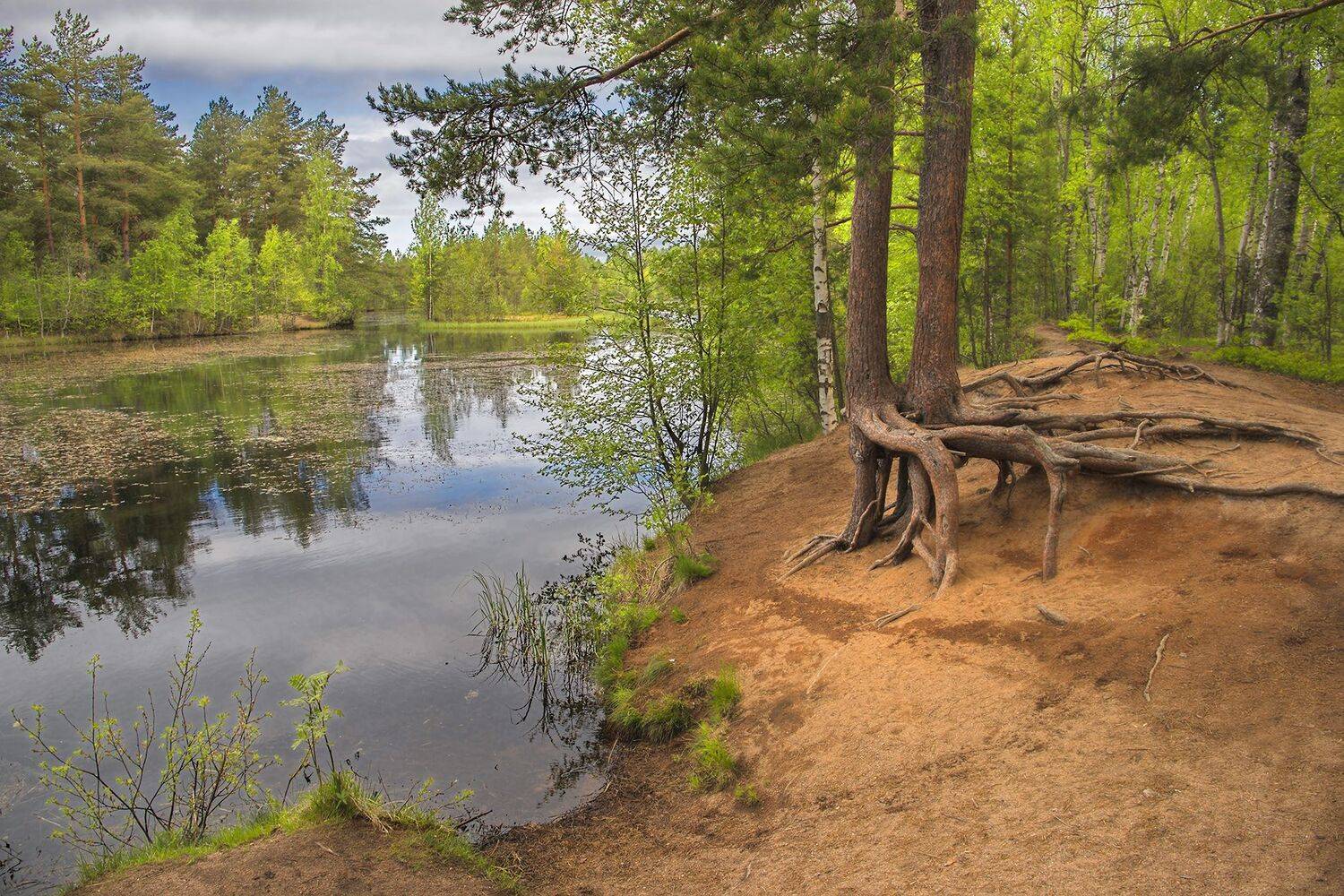 сестрорецкие, болота, alexOmRam