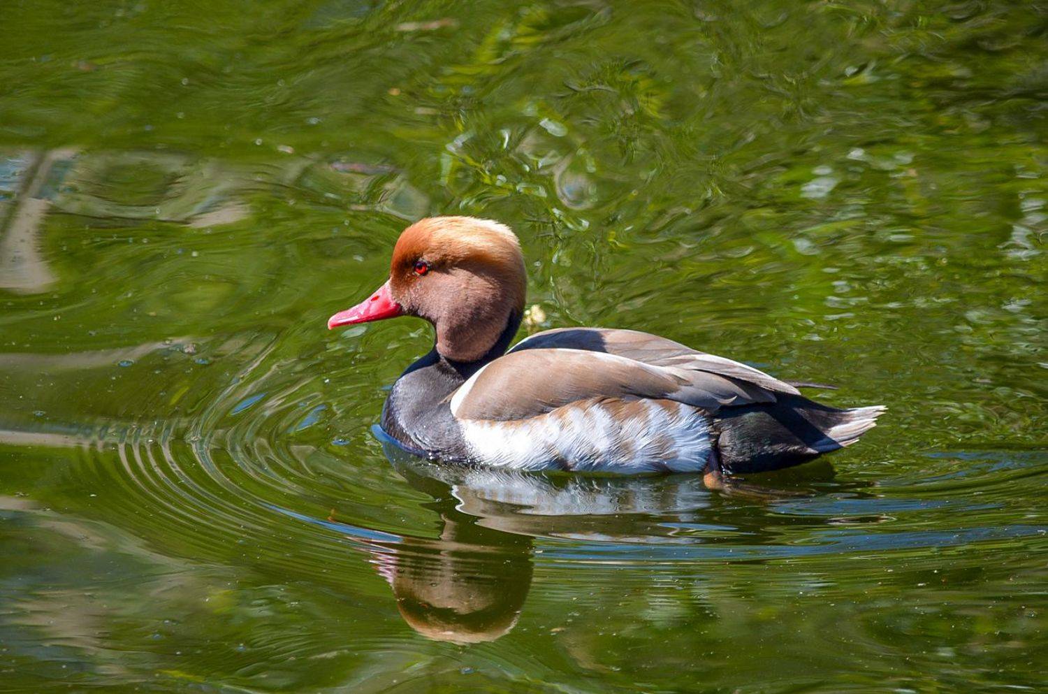 утка, КарОл
