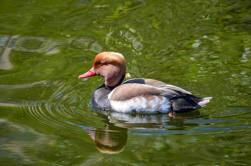 Красноносый нырок(Netta rufina)