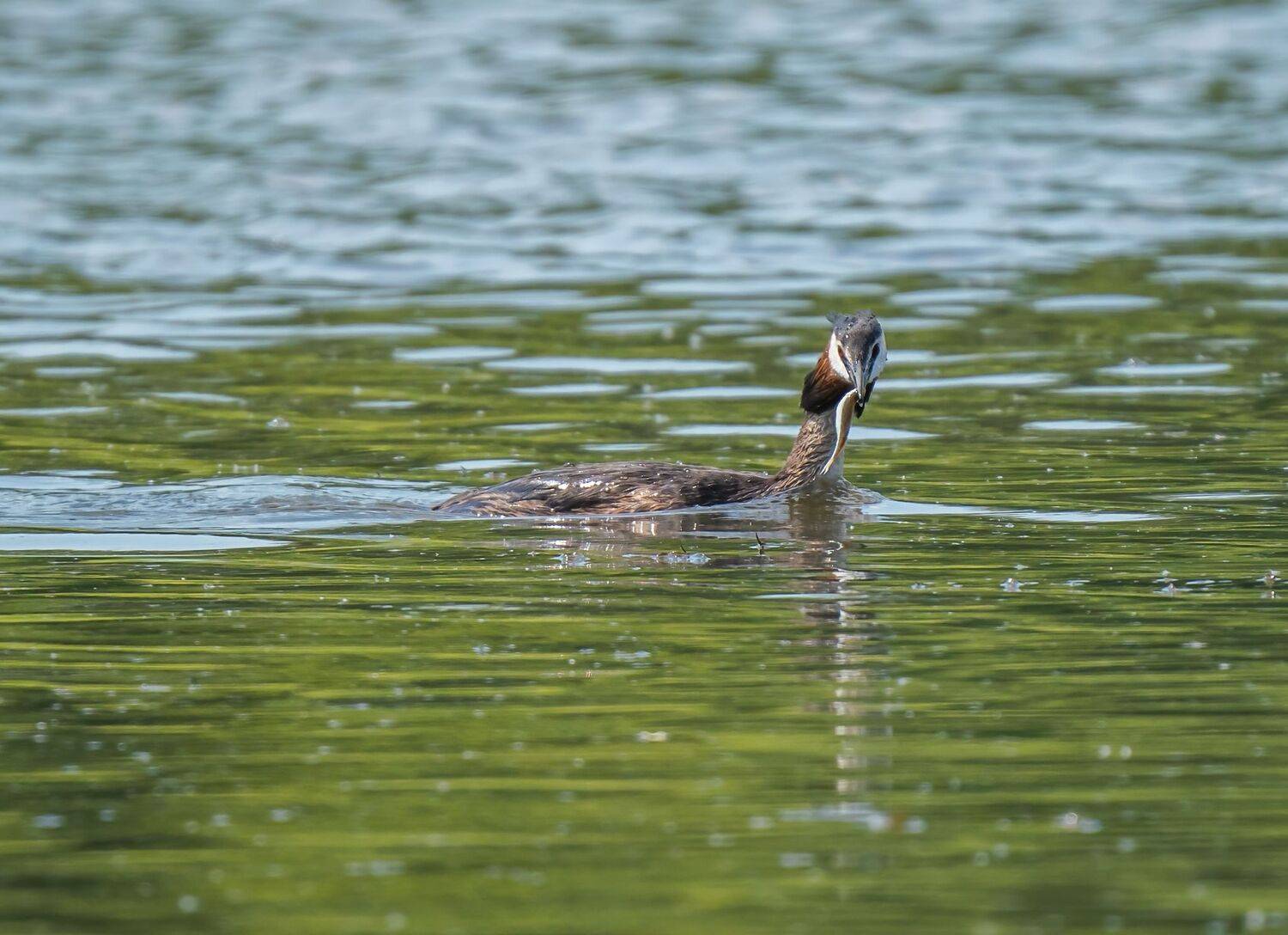 , Константин Дэм