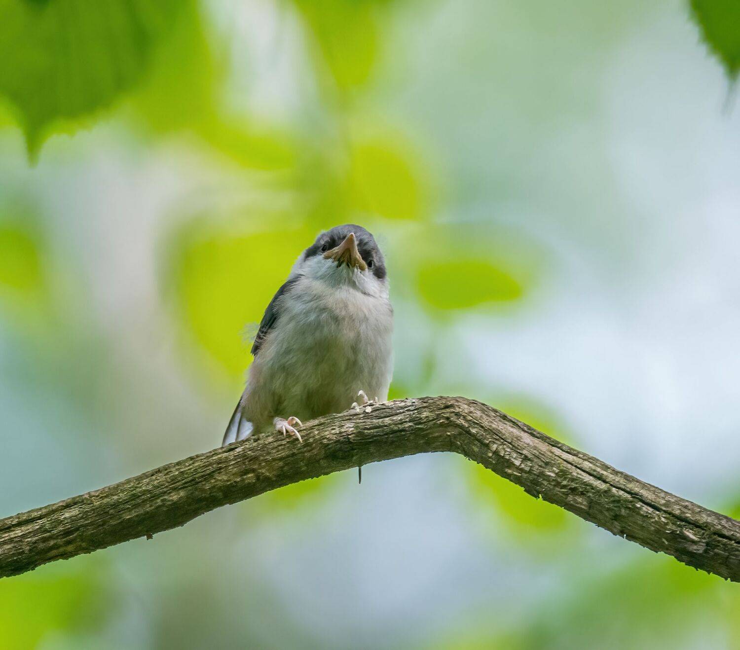 , Константин Дэм