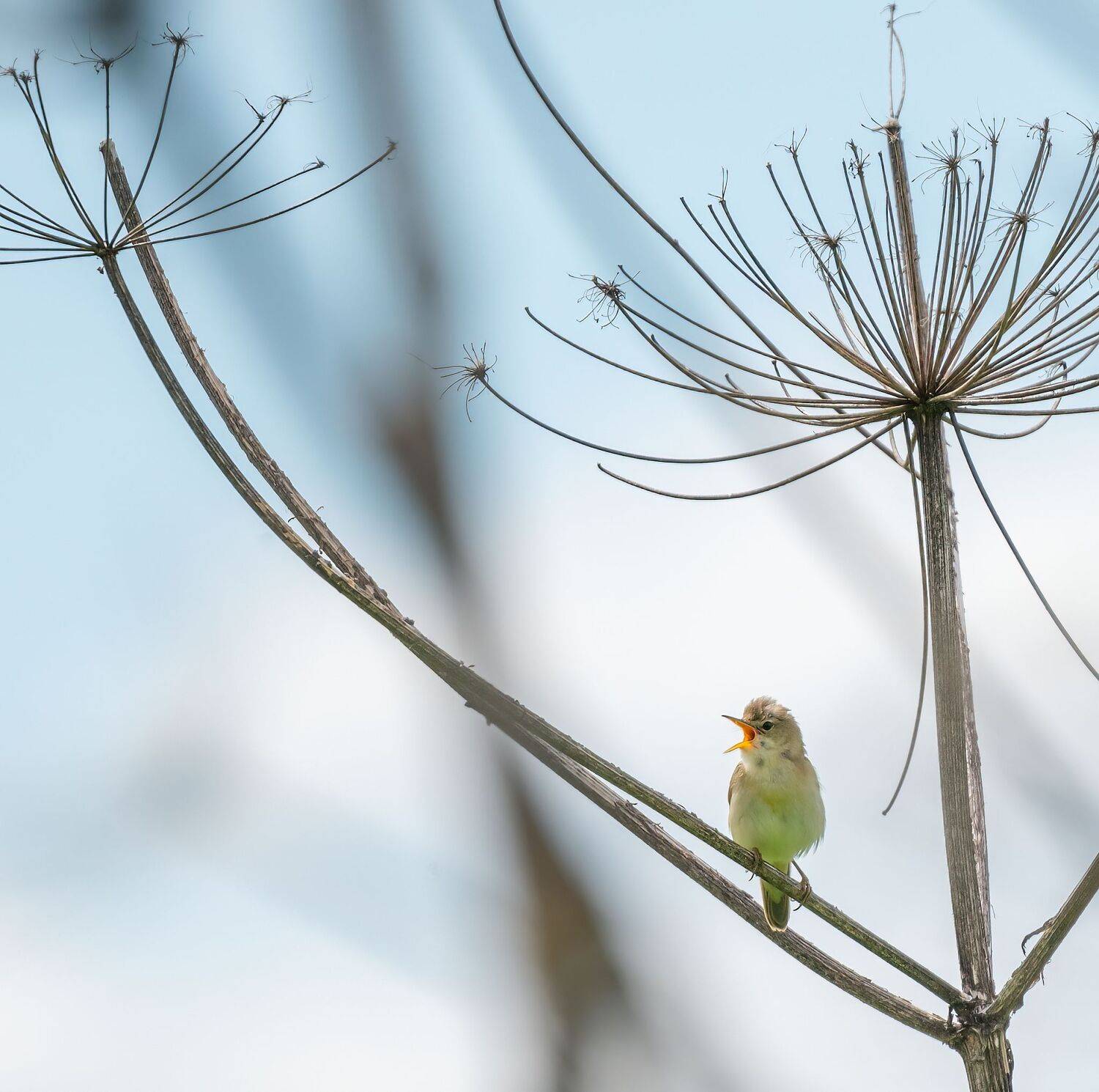 , Константин Дэм
