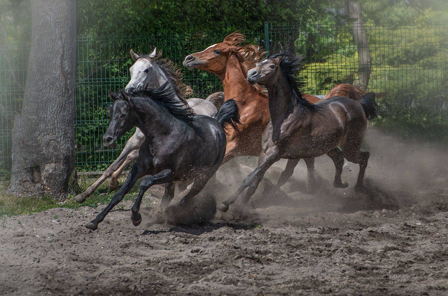  koniearabskie #Pride of Poland | polskiearaby #konie #fotografiakoni #jan&oacute;wpodlaski #jarosław sokołowski  #michał&oacute;w #stadninaakoni, Sokołowski Jarosław