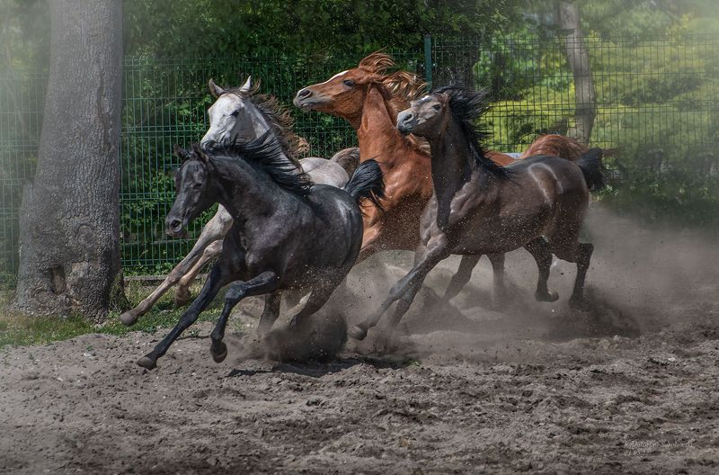 koniearabskie #Pride of Poland | polskiearaby #konie #fotografiakoni #janówpodlaski #jarosław sokołowski  #michałów #stadninaakoni Qwartet фото превью