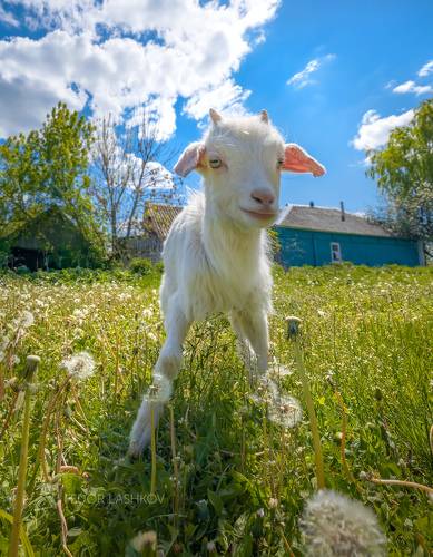 Любопытный козлёнок