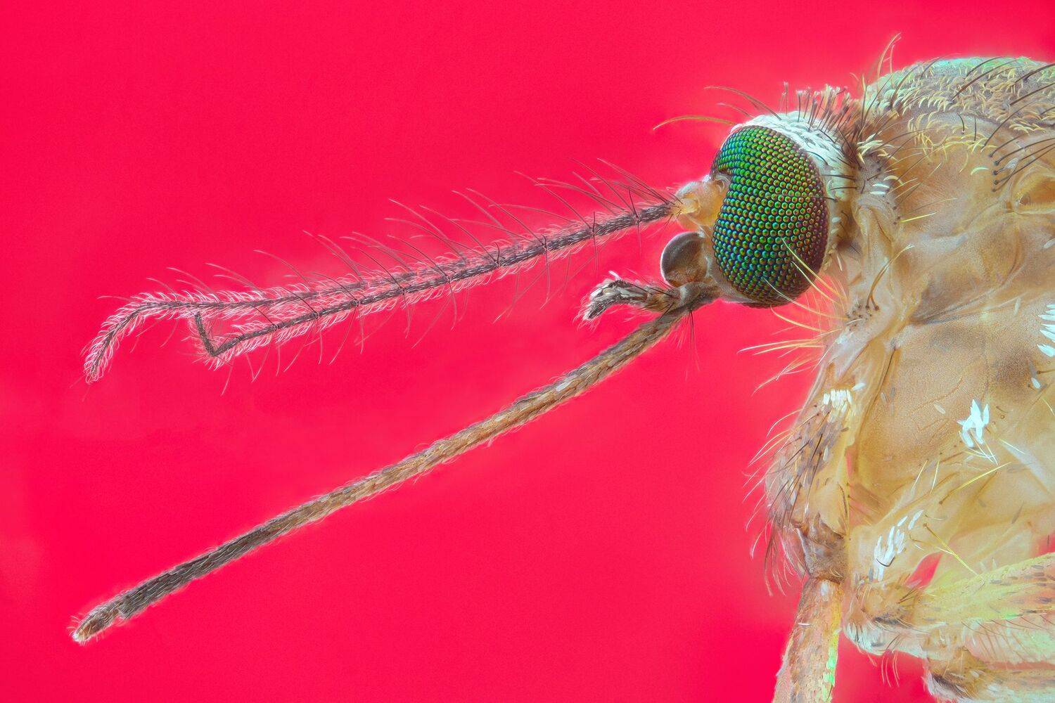 ceclii, macro, Tsvetan Ganev