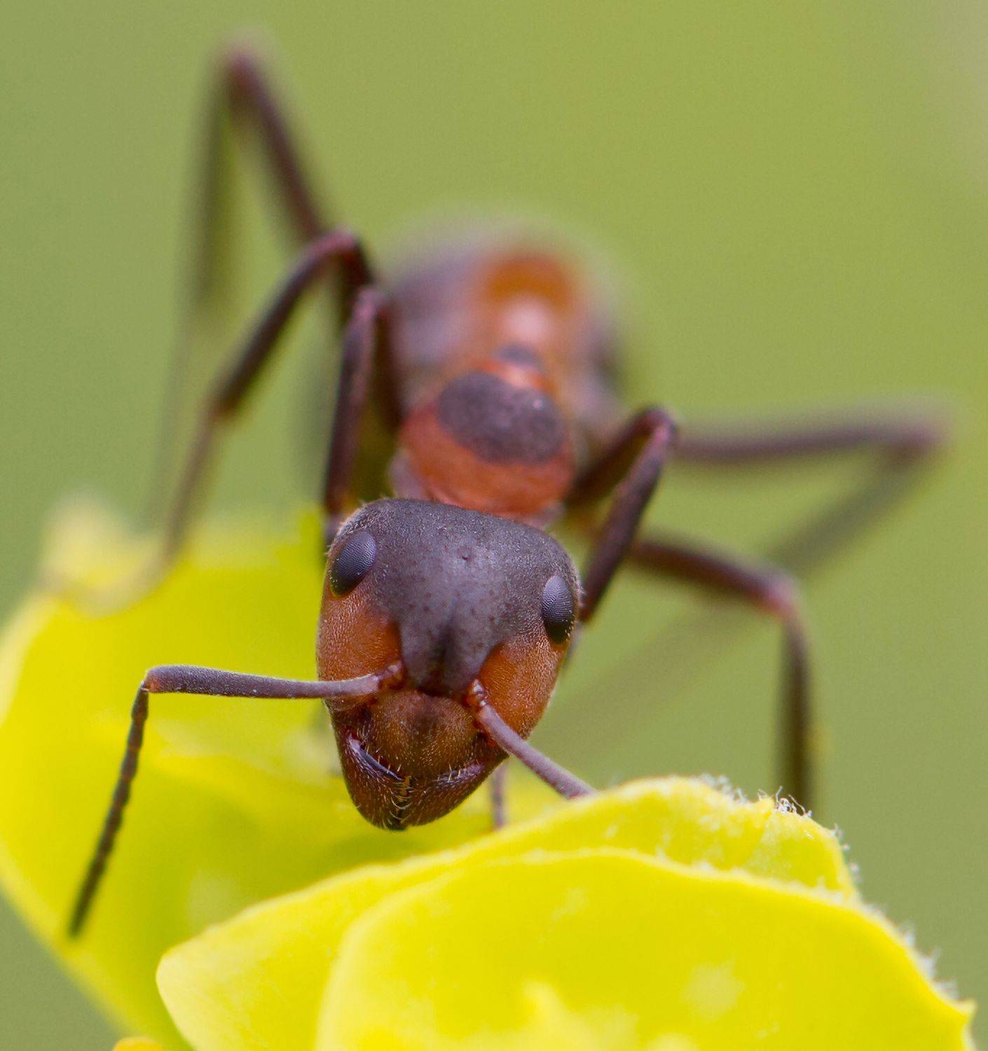 , Andrey Pristyazhnyuk