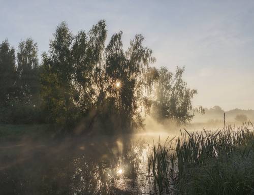 Солнце в ветвях