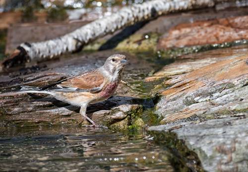 Коноплянка..