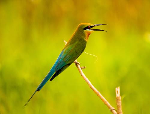 Nature Photography