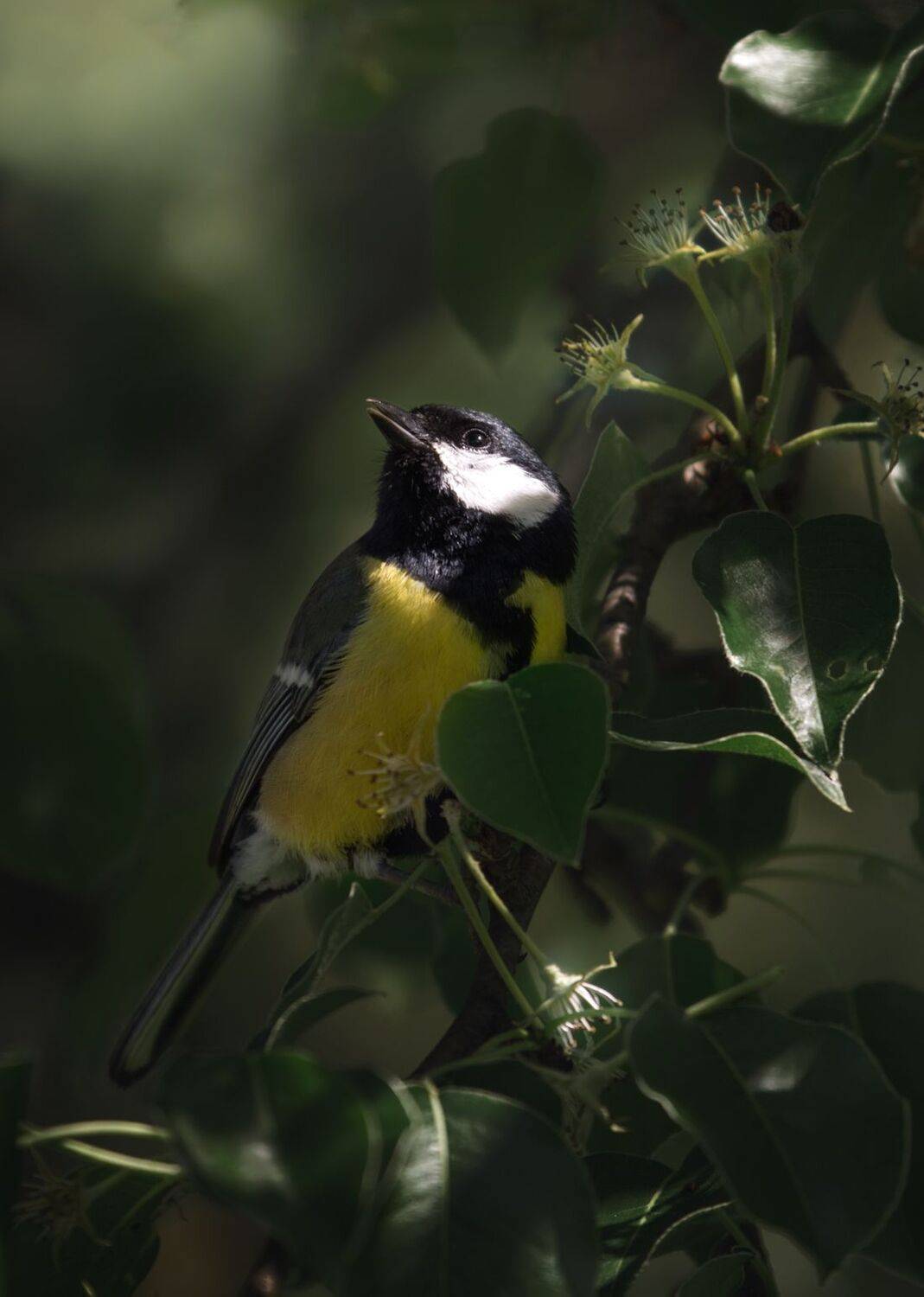 , Баранов Олег