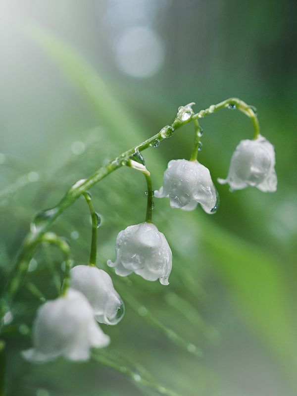 Ландыши фото превью