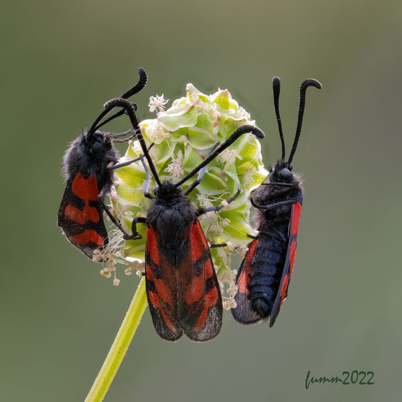 ТРОЕ 2 фото превью